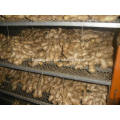 Air dried Ginger 300g and up